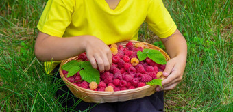 男孩持有篮子成熟的树莓浆果