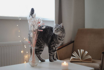 生活细节蜡烛花花瓶有趣的猫表格生活房间舒适的首页大气懒惰的冬天周末