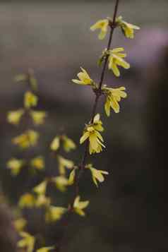 盛开的黄色的花树早期春天春天分支机构开花树阳光明媚的一天