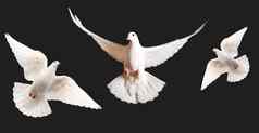 白色鸽子飞行孤立的白色背景
