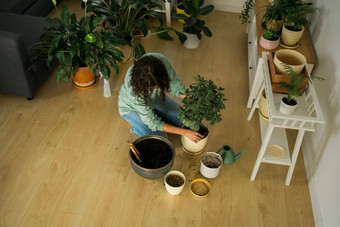 女人移植绿色植物能室内植物首页园艺概念