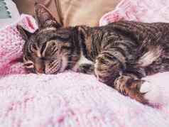 美丽的女虎斑猫粉红色的针织毯子首页可爱的国内宠物肖像