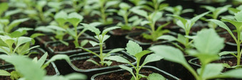 温室大各种绿色植物概念种植作物春天
