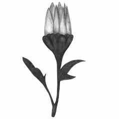 手画黑色的白色菊花叶子孤立的白色背景
