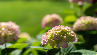 绣球花圆锥花圆锥花序绣球花物种开花植物家庭绣球花科