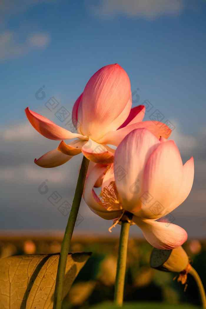 日出场荷花粉红色的莲花莲属椰子摇摆风背景绿色叶子莲花场湖自然环境