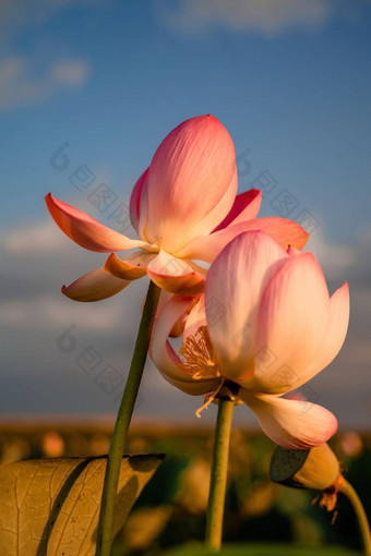 日出场荷花粉红色的莲花莲属椰子摇摆风<strong>背景绿色</strong>叶子莲花场湖自然环境