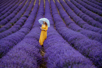 中年女人<strong>薰衣草</strong>场走伞多雨的一天享受芳香疗法芳香疗法概念<strong>薰衣草</strong>石油照片会话<strong>薰衣草</strong>