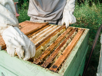 养蜂人检查蜂窝框架养蜂场夏天一天男人。工作养蜂场养蜂养蜂概念