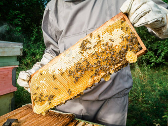 养蜂人删除蜂窝蜂巢人养蜂人西装采取蜂蜜蜂巢农民穿蜜蜂西装工作蜂窝养蜂场养蜂农村有机农业