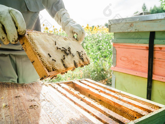 养蜂人删除蜂窝蜂巢人养蜂人西装采取蜂蜜蜂巢农民穿蜜蜂西装工作蜂窝养蜂场养蜂农村有机农业