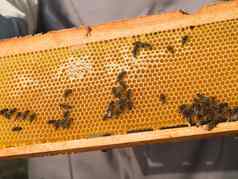 蜜蜂蜂窝蜂蜜蜜蜂养蜂关闭