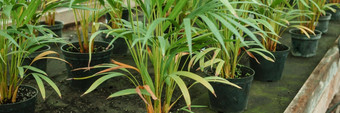 温室大各种绿色植物概念种植作物春天
