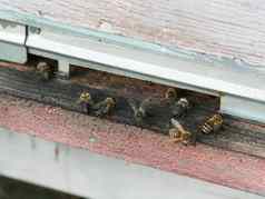 特写镜头拍摄蜂蜜蜜蜂未来蜂巢养蜂概念