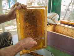养蜂人削减蜡蜂蜜框架刀泵蜂蜜蜂蜜密封蜜蜂养蜂生态养蜂场自然新鲜的蜂蜜