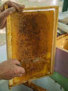 提取蜂蜜蜂窝概念关闭视图养蜂人切割蜡盖子热刀蜂窝蜂蜜提取