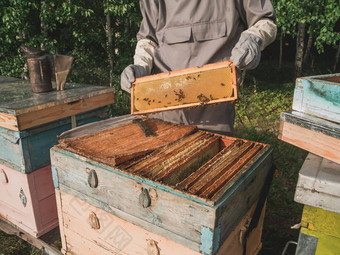 养蜂人检查蜂窝框架养蜂场夏天一天男人。工作养蜂场养蜂养蜂概念