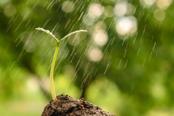 浇水幼苗日益增长的<strong>发芽</strong>年轻的植物地球环境一天地球花园背景增长绿色花园雨下降绿色幼苗土壤喷雾滴水植物<strong>发芽</strong>土壤植物幼苗<strong>发芽</strong>