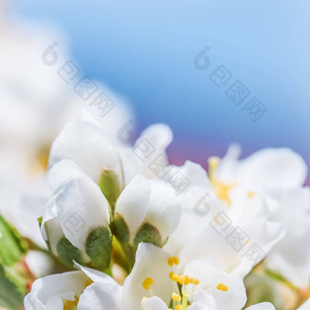 美丽的白色花李子春天花园蓝色的天空