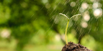 喷雾滴水植物发芽土壤植物<strong>幼苗</strong>发芽浇水<strong>幼苗</strong>日益增长的发芽年轻的植物地球环境一天地球花园背景增长绿色花园雨下降绿色<strong>幼苗</strong>土壤