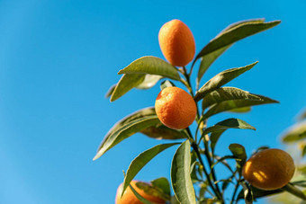 fortunella丽塔·哈金橘水果树分支清洁阳光明媚的一天