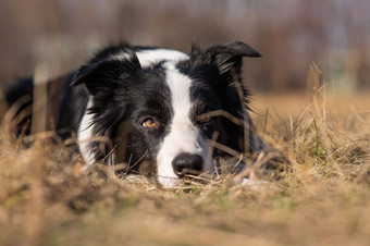 边境牧羊犬狗谎言<strong>泛黄</strong>草