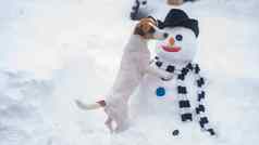 杰克罗素梗狗使雪人冬天有趣的