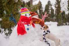 狗走冬天雪人杰克罗素梗穿针织围巾