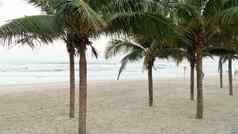 矮棕榈树白色沙子海滩背景海