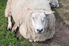 脂肪白色羊厚白色羊毛铺设绿色草