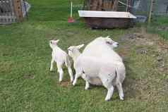 脂肪白色羊厚白色羊毛绿色草小羊羔