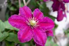 花紫色的铁线莲品种野火特写镜头深品红色的花瓣