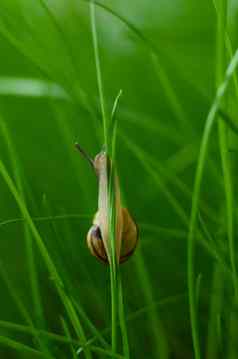 蜗牛葡萄macrophotograph叶片草爬行蜗牛绿色阀杆