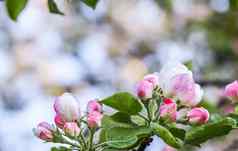 背景白色粉红色的花苹果树绿色叶子春天花园