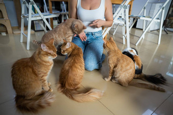 高加索人女人猫猫咖啡馆