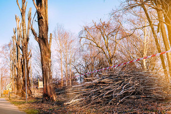 春天季节景观修剪树公园准备公园旅游季节