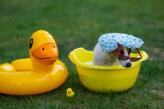 狗杰克罗素梗淋浴帽太阳镜需要浴草坪上