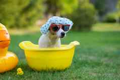 狗杰克罗素梗淋浴帽太阳镜需要浴草坪上
