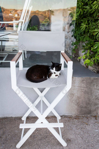 美丽的猫坐在酒吧凳子阳台餐厅<strong>无家可归</strong>的人猫<strong>无家可归</strong>的人动物度假胜地小镇