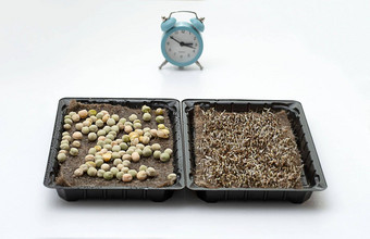 自然日益增长的在首页提升豆芽绿色植物表格背景时钟花盆