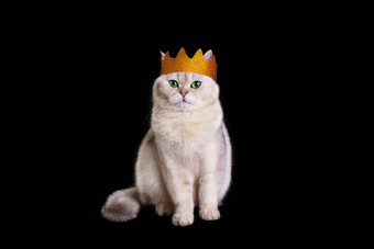 白色<strong>王</strong>猫金皇冠坐在孤立的黑色的背景