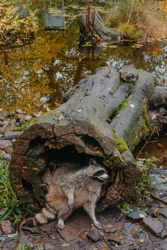 华丽的浣熊可爱的开业后空心树皮大树浣熊南河三lotor北美国浣熊坐着隐藏的空心树干野生动物场景栖息地北美国广阔的欧洲亚洲