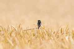 野鹟坐在耳朵小麦场