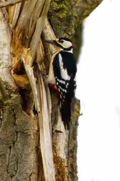 伟大的发现了啄木鸟坐在树树干猎物