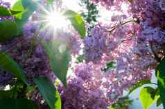 盛开的淡紫色春天阳光春天在户外