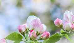 背景白色粉红色的花苹果树绿色叶子春天花园
