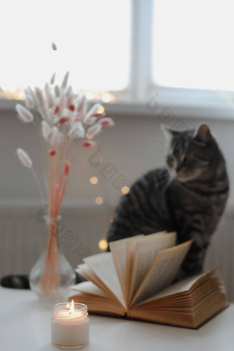 可爱的猫苏格兰直首页装饰生活细节首页舒适的首页