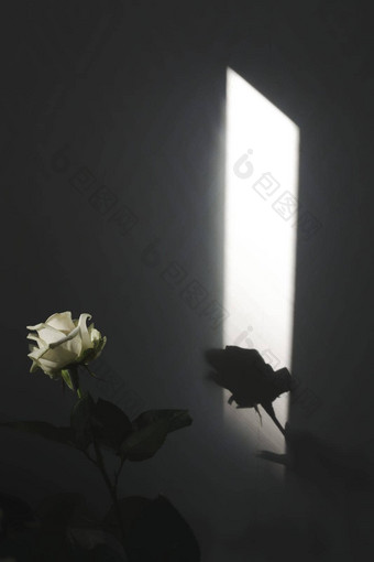 白色玫瑰花束舒适的首页室内模糊背景阴影窗帘花春天背景