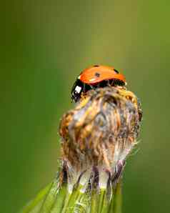 红色的瓢虫昆虫坐着花巴德