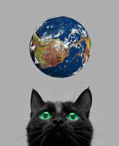 猫玩地球